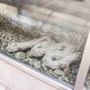 Eve Biddle, Offering. Image by Joshua Simpson.